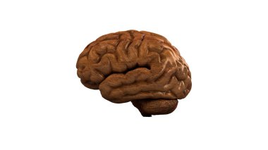 Wooden brain. Wood Brain. 3D renderin