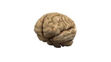 Wooden brain. Wood Brain. 3D renderin