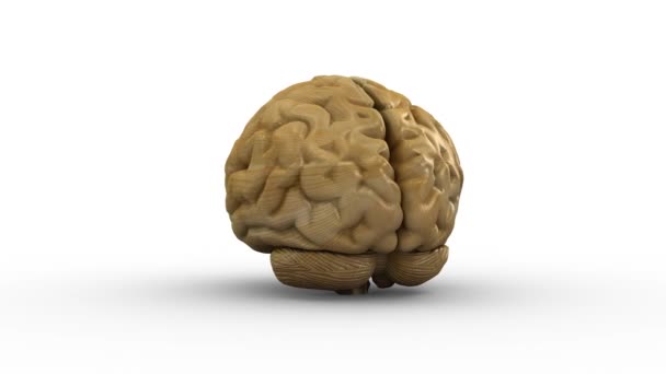 Wooden Brain Loop Rotation Spinning Brain Rendering — Stockvideo