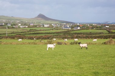 Fırtına Dunquin ve Dingle Yarımadası İrlanda