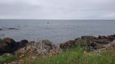 Vahşi İrlanda Sahil Hattı Sakin Gelgitler ve Kıyı Vahşi İrlanda.