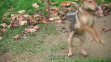 Kırsal bir evde küçük şirin bir köpek, bir zincirde oturuyor...