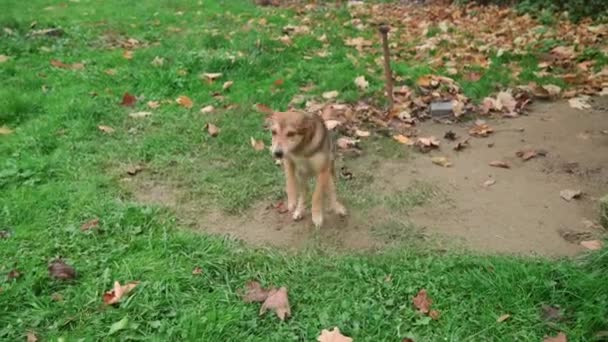 村の鎖の上の小さな犬がその領土を守る — ストック動画