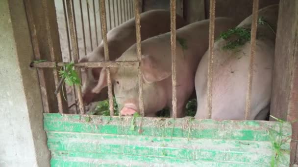 Pigs Pigsty Eat Green Grass Domestic Animal Husbandry — Stock Video