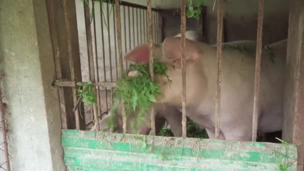 Los Cerdos Domésticos Aviario Comen Hierba Verde Ganadería Doméstica Aldea — Vídeos de Stock
