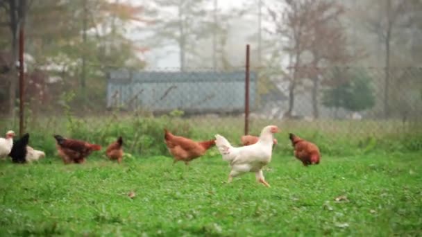 家养的小鸡在农舍的后院散步 啄食青草 — 图库视频影像