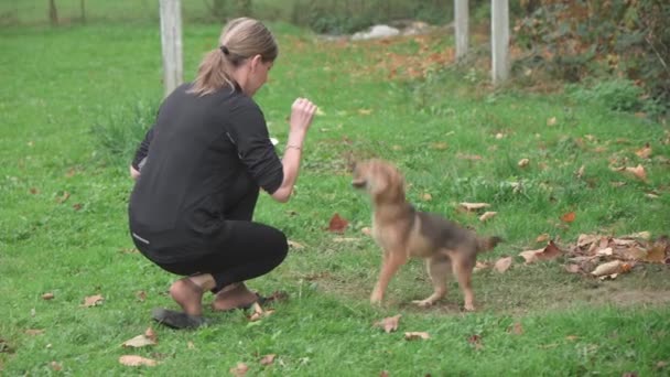 Una Donna Mezza Età Nutre Piccolo Cane Nel Cortile Una — Video Stock