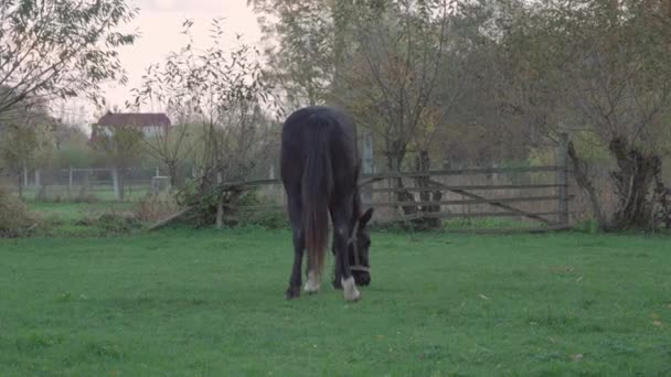 黑暗的马在农村房屋的后院吃草 她转身对着摄像机摇着尾巴 — 图库视频影像