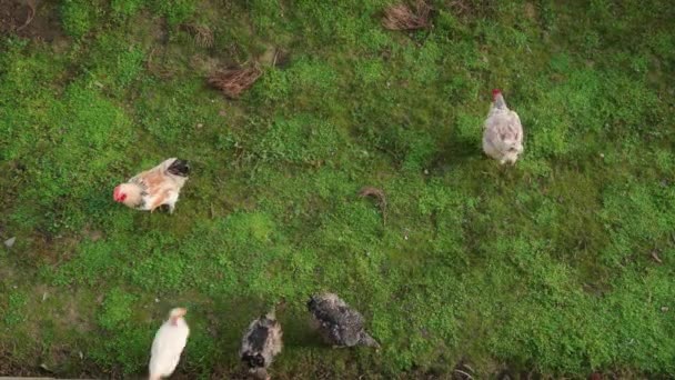 Bir Kır Evinin Arka Bahçesinde Yeşil Çimlerde Yürüyen Evcil Tavuklar — Stok video