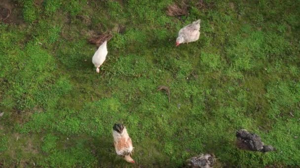 Die Hühner Grasen Auf Dem Grünen Gras Auf Dem Land — Stockvideo