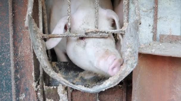 Pig Head Feed Loading Hole Breeding Pigs Small Farm — Stock Video