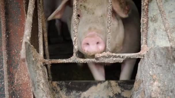 Porco Curioso Olha Para Câmera Perto Alimentador Especial — Vídeo de Stock