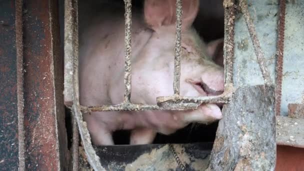 农场里靠近喂食者的大脏猪的鼻涕 — 图库视频影像
