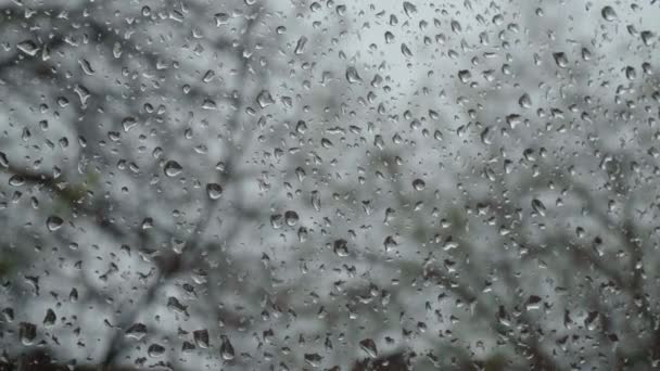 Näkymä Ikkunasta Jossa Sadepisaroita Kameran Painopiste Siirtyy Lasin Pinnalta Puihin — kuvapankkivideo