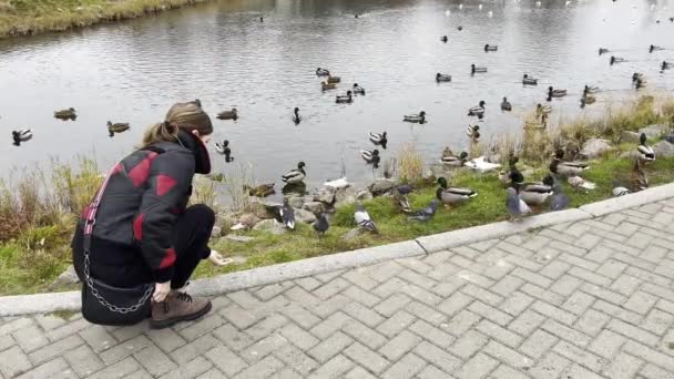 Young Woman Feeds Birds Public Park Shore Small Lake — Stock Video