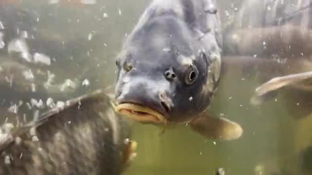 Poisson Dans Aquarium Magasin Respire Des Bulles Air Ouvre Bouche — Video