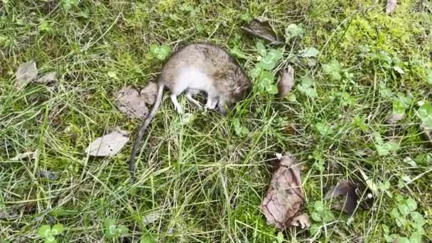 Νεκρό Ποντίκι Κείτεται Στο Πράσινο Γρασίδι — Αρχείο Βίντεο