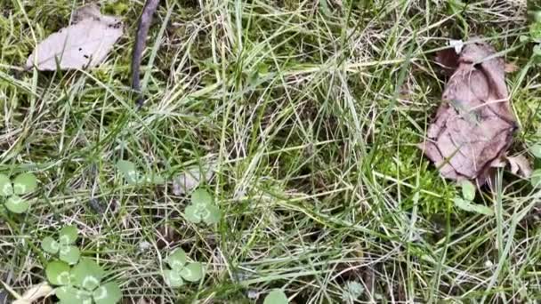 Rodent Control Dead Mouse Lies Green Grass Garden — Stock Video