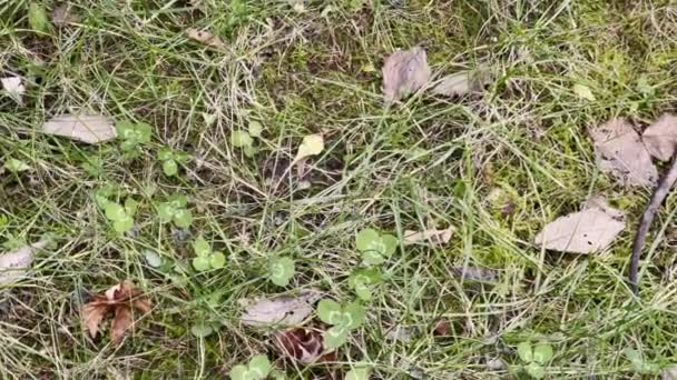 Poisoned Mouse Lies Green Grass Garden — Stockvideo