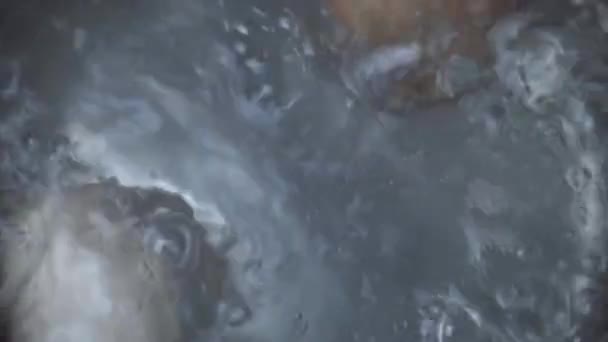 鸡蛋在沸水中煮沸 — 图库视频影像