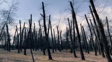 Birçok ağaç gövdesi gökyüzü arka planına karşı kesilmiş dallar.