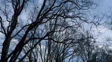 Sonbaharda veya ilkbaharda mavi gökyüzünde siyah yapraksız dallar.