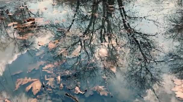 Солнце Небо Ветви Деревьев Отражаются Луже Опавшими Листьями — стоковое видео