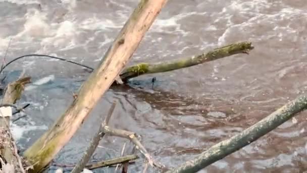 Гірська Річка Забруднена Пластиковими Сміттями Плавають Поверхні — стокове відео