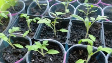 Evde yetişen ve toprağa ekilmeye hazır küçük plastik bardaklarda yeşil tohumlar..