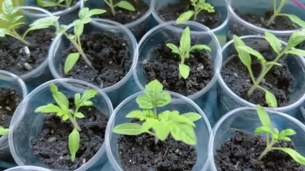 Små Gröna Plantor Som Växer Speciella Koppar Innan Planteras Jorden — Stockvideo