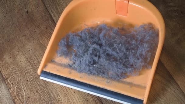 家を掃除しながら集めた髪の毛を持つゴミの一握り — ストック動画