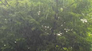 Bereketli yeşil bitki örtüsünün ortasında sağanak yağmur.