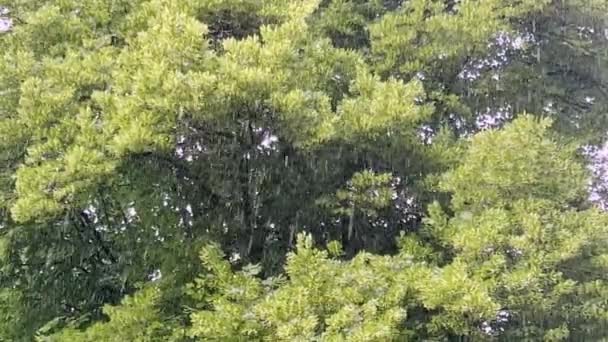 Kapky Letního Deště Pozadí Zeleného Listí Velkého Stromu — Stock video