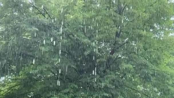 雨の形での豪雨 気象条件の悪化 雨の中の森 — ストック動画