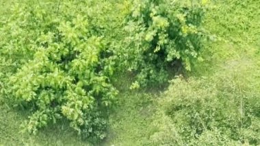 Yeşil bitki örtüsüne yağan sağanak yağış, üst manzara.