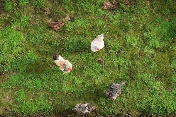 Pollos Domésticos Caminan Sobre Hierba Verde Vista Superior — Foto de Stock
