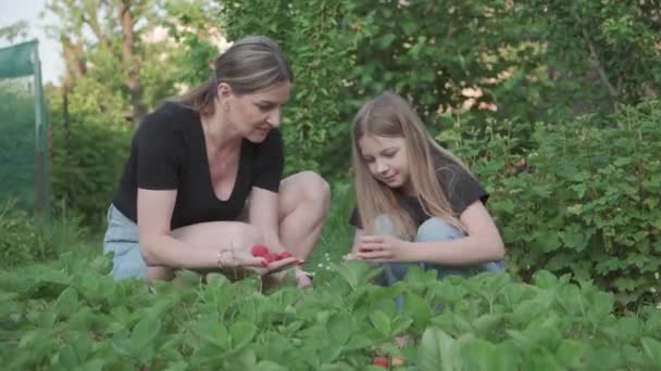 Anne Kızı Evlerinin Arka Bahçesinde Çilek Topluyor — Stok video