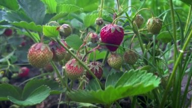 Doğal koşullarda olgunlaşmış çilekler..