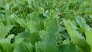 Çilek ekimi. Kamera yeşil çalıların altına bakıyor..