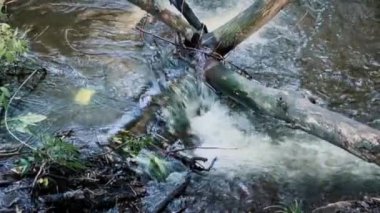 Bir dağ nehri, üzerinde devrilmiş yaşlı ağaçların olduğu ormanlık bir bölgeden akar..