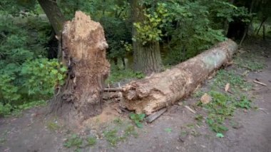 Çürümüş bir kütüğün yanında yerde yatan çürümüş bir ağacın gövdesi..