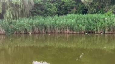 Vahşi ördeklerin yüzdüğü küçük bir göl boyunca yemyeşil bir bitki örtüsü..