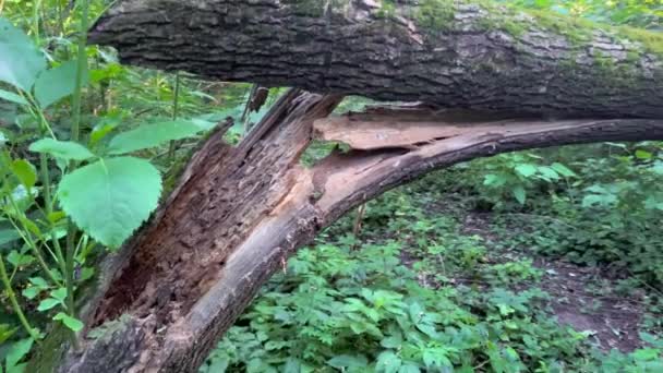 Arbre Brisé Qui Est Tombé Dans Forêt Après Ouragan Violent — Video