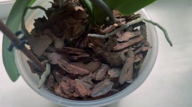 Ağaçların kabuğu bir saksının içinde bir orkide yetişiyor..