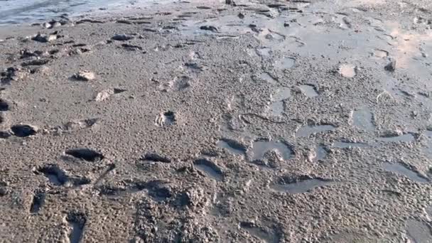 Undurchdringliches Sumpfgebiet Sandiger Sumpf Auf Dem Menschliche Spuren Zurückblieben — Stockvideo