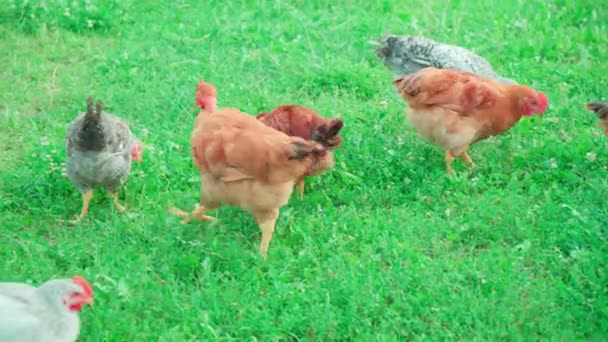 Домашние Цыплята Щипают Зеленую Траву Заднем Дворе Фермы — стоковое видео