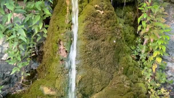 Een Kleine Berg Waterval Omringd Door Groen — Stockvideo