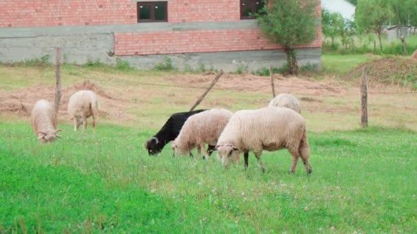 田舎の家の裏庭で羊の放牧 レンズの中をまっすぐに見ると — ストック動画