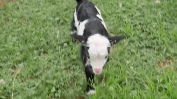 Una Pequeña Cabra Manchada Hierba Verde Patio Rural — Vídeos de Stock