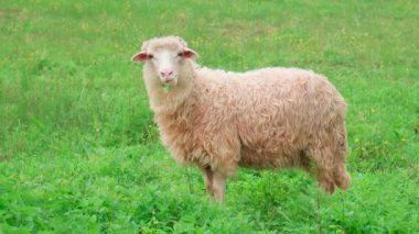 Yeşil bir çayırda otlayan komik koyunlar. Çimleri çiğniyor ve lense bakıyor..